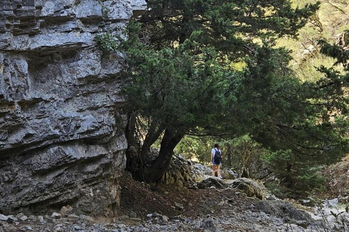 una persona che cammina su un sentiero accanto a un albero