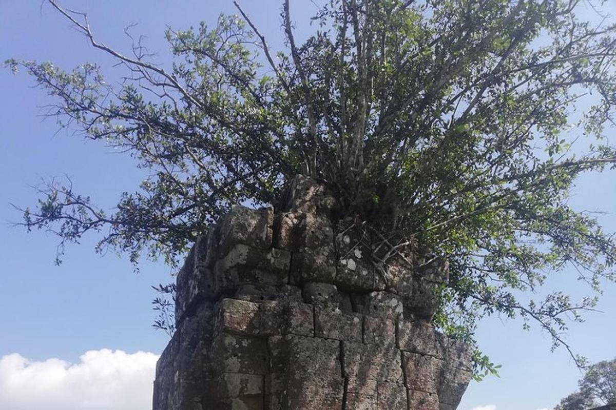 pokok yang tumbuh daripada formasi batuan