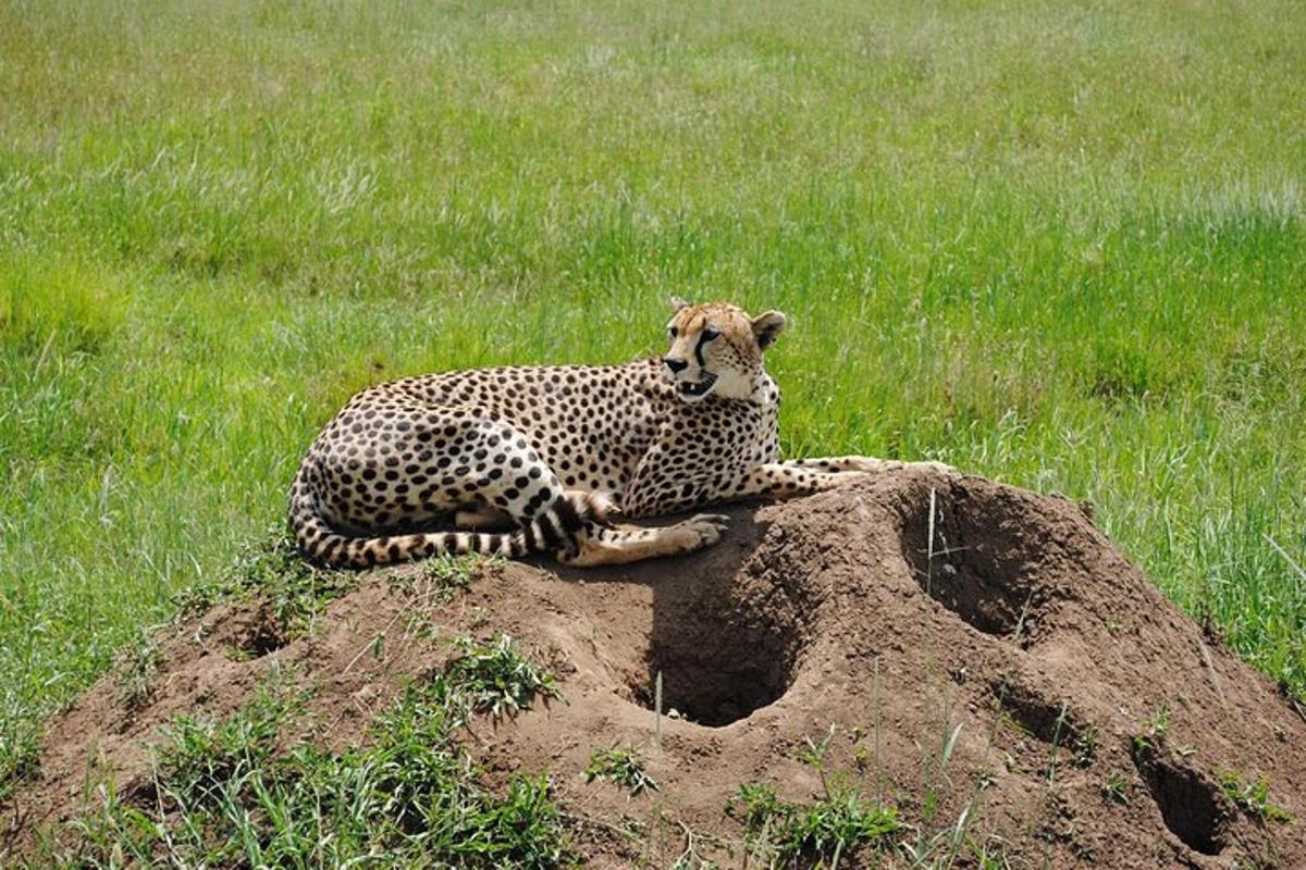 seekor cheetah berbaring di atas gundukan tanah