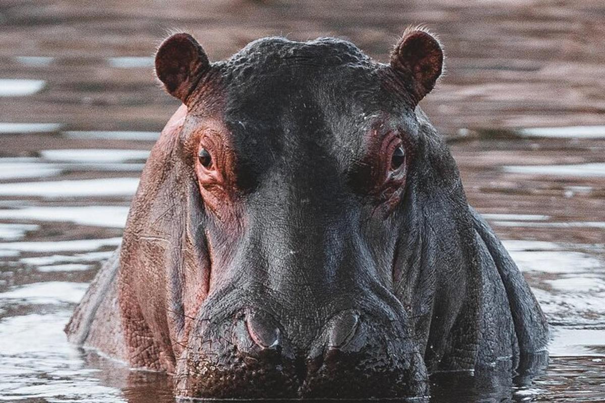 un primo piano del muso di un elefante nell'acqua