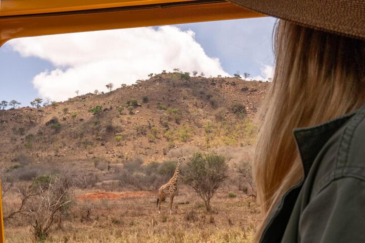 una donna che guarda fuori dal finestrino di un autobus verso una giraffa