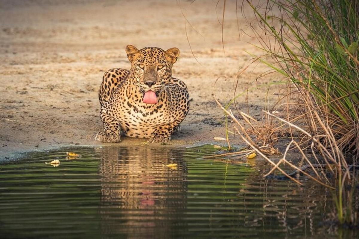 dilini çıkarmış bir jaguar suda oturuyor