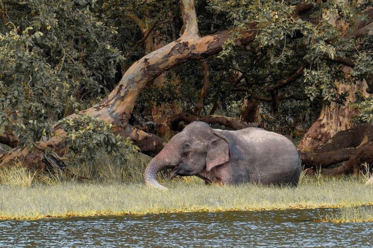 Ein Elefant, der im Gras in der Nähe eines Gewässers steht