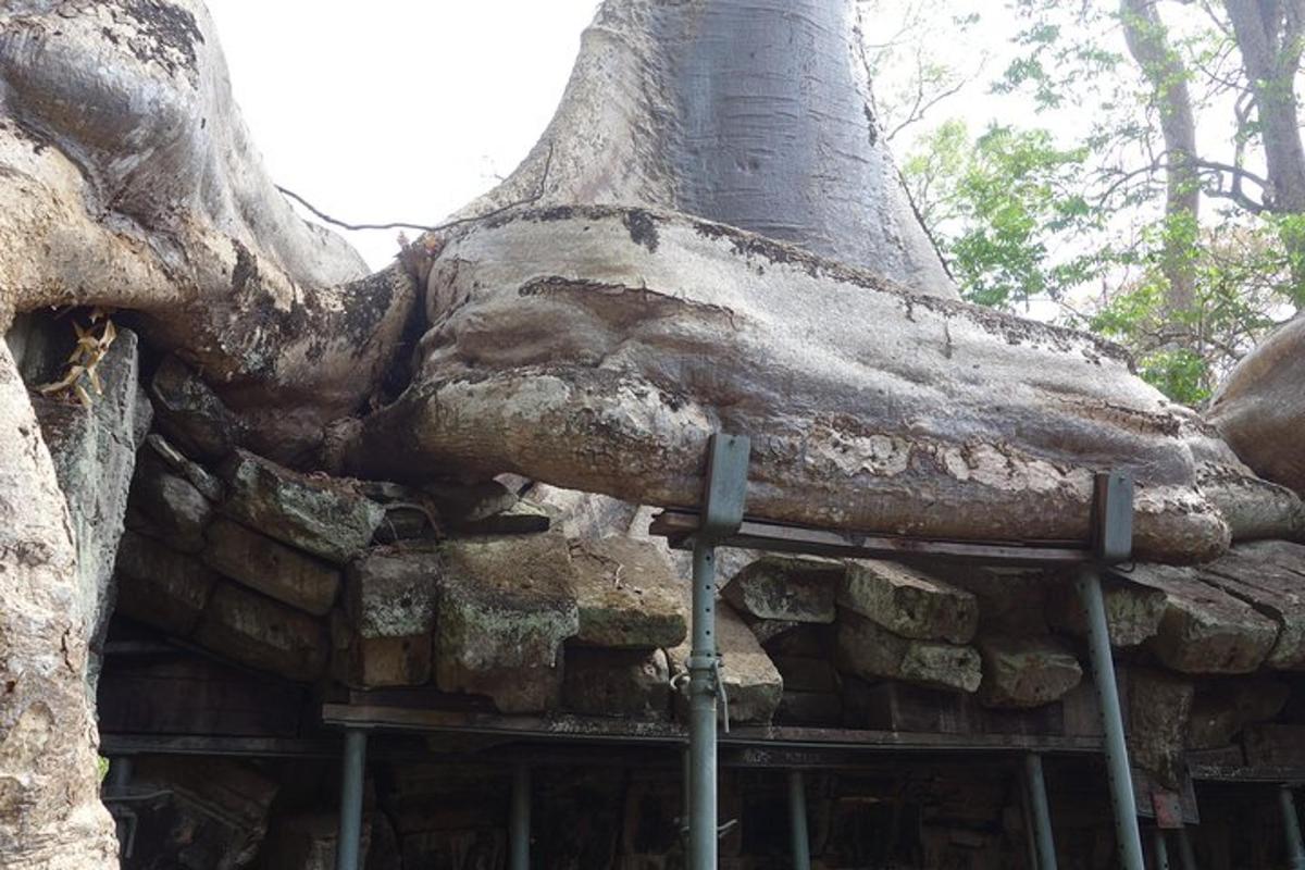 un gran arbre que creix a sobre d'un edifici