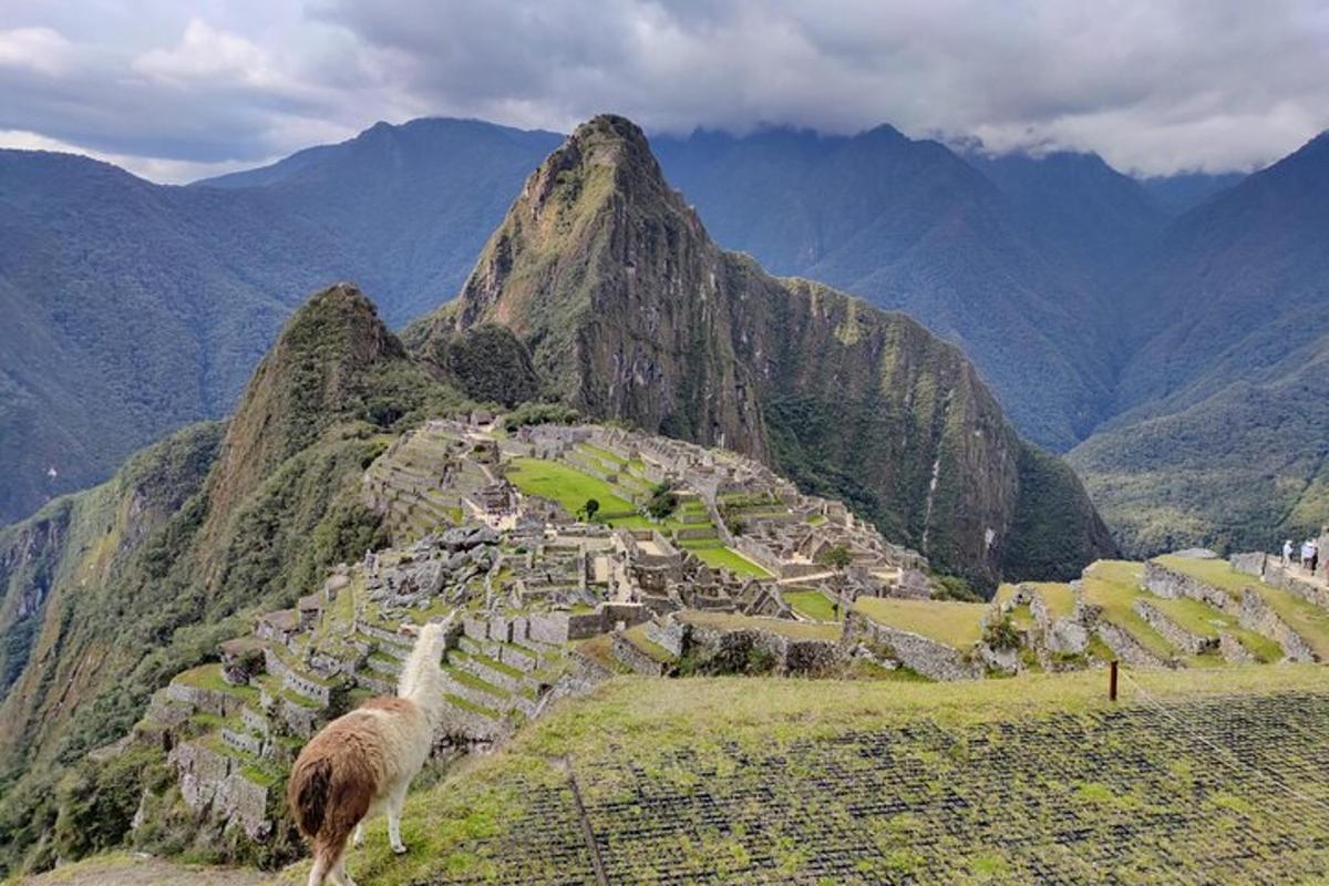 una llama parada en la ladera de una montaña
