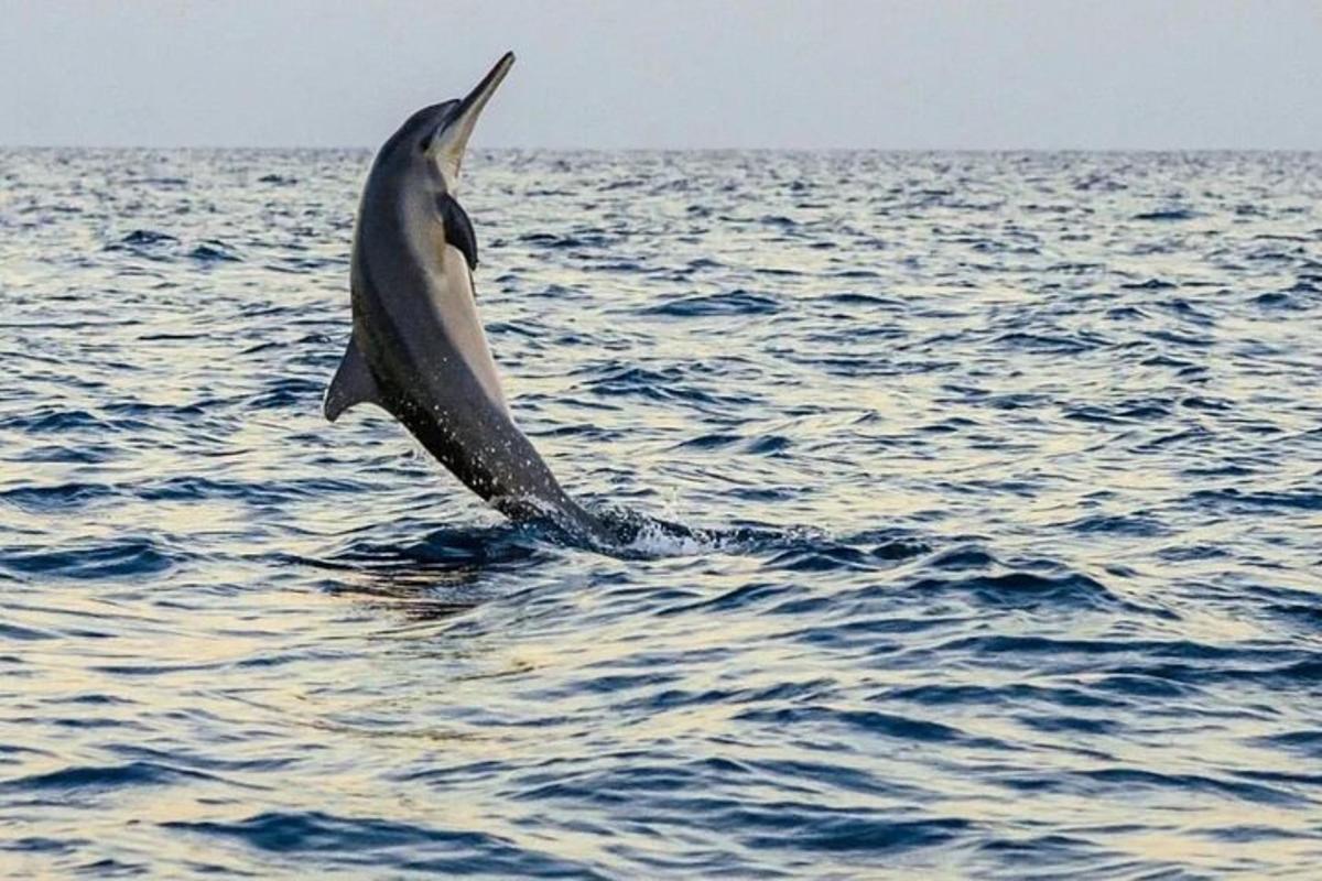 a dolphin jumping out of the water