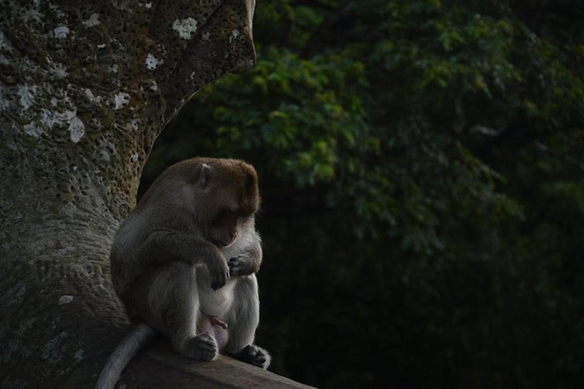 un mico assegut en una branca d'arbre