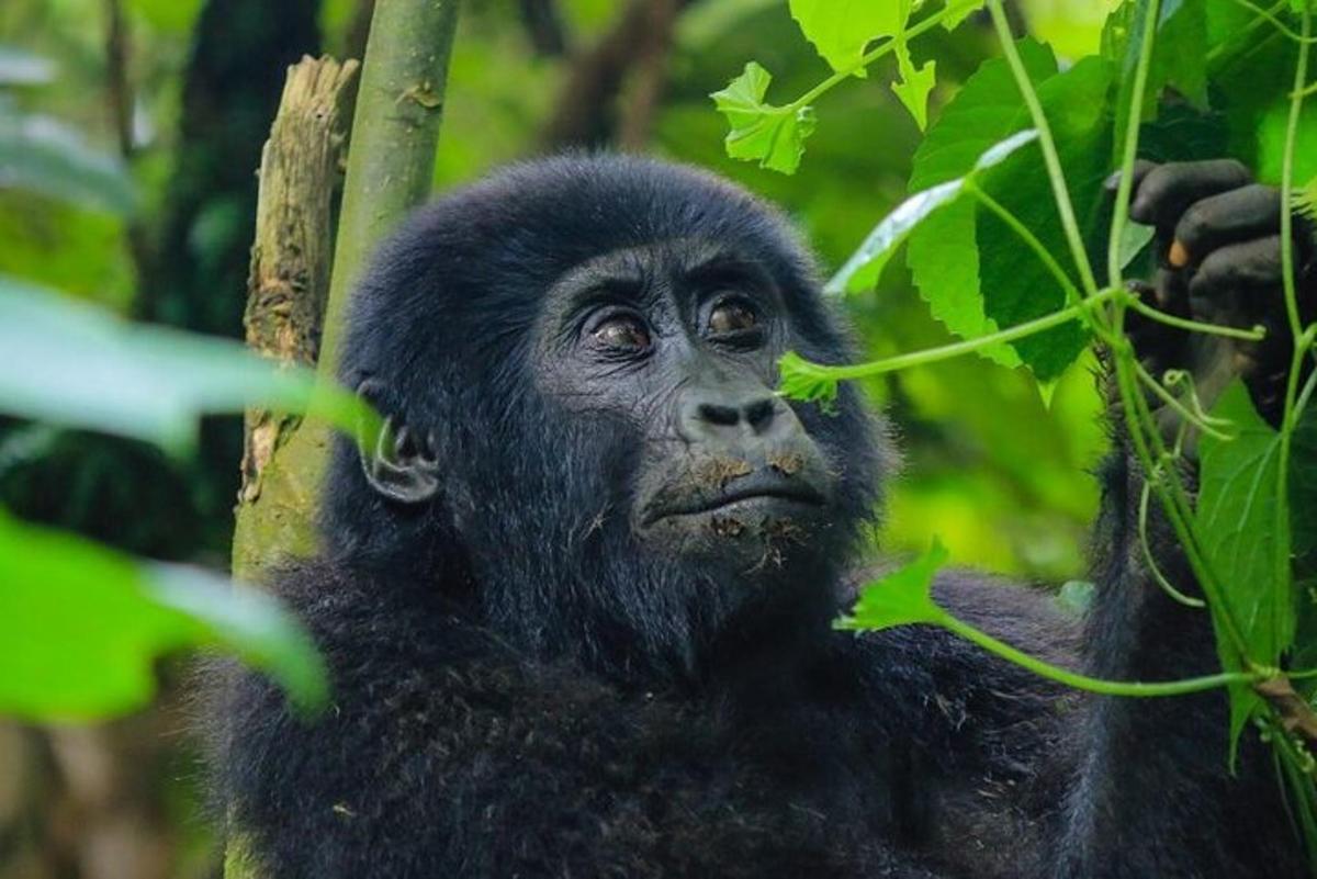 egy gorilla közeli képe egy fán