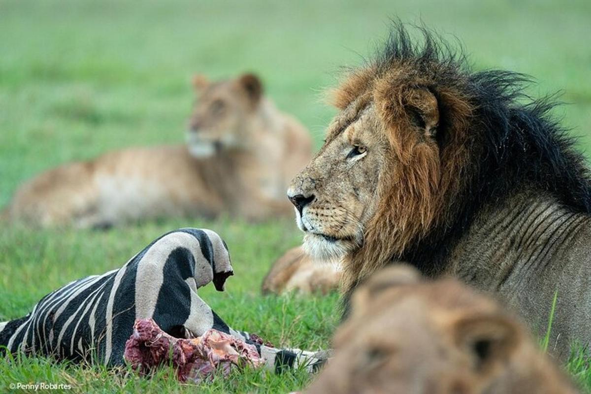 ein Löwe, der mit einem Zebra im Gras liegt