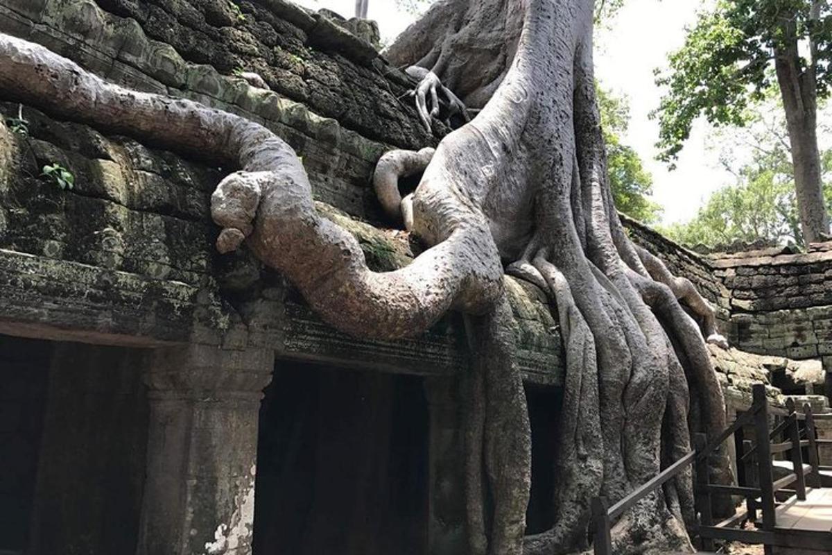 akar pokok yang tumbuh di sisi bangunan