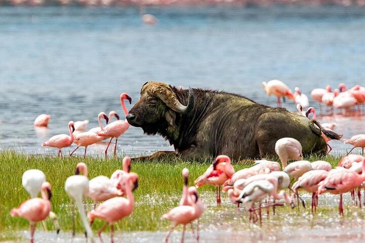 en bøffel som ligger i vannet ved siden av rosa flamingoer
