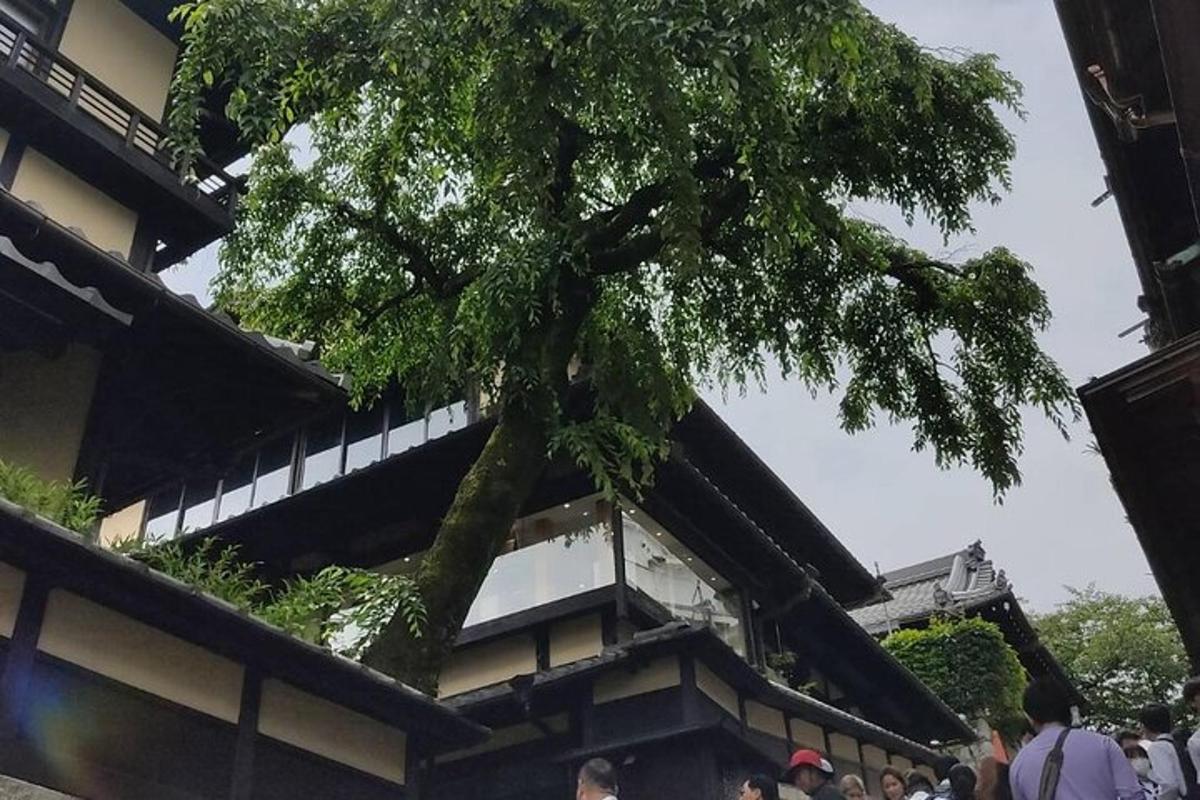 a tree growing on the side of a building