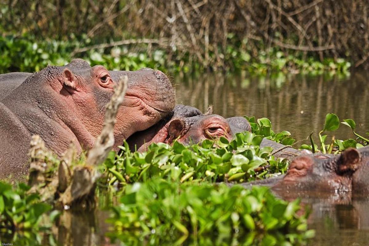 un grupo de hipopótamos nadando en el agua