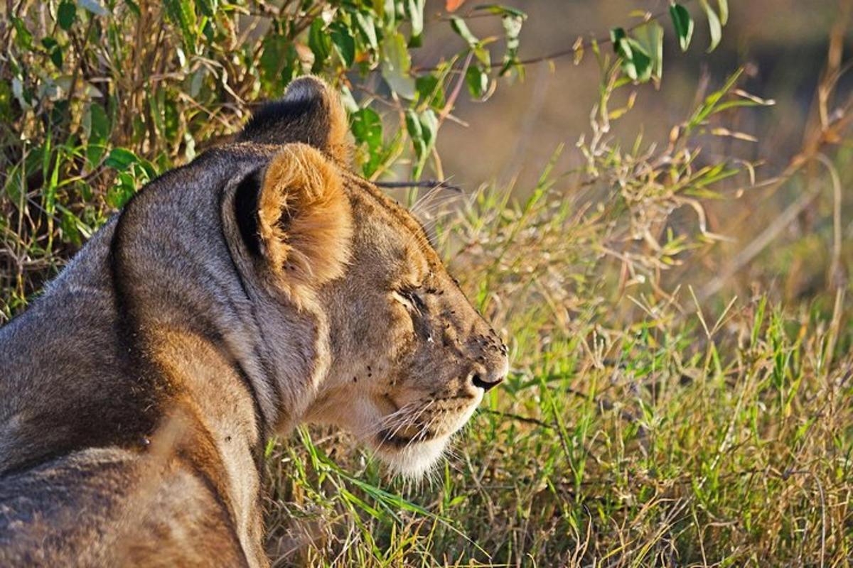 Un león está sentado en la hierba alta