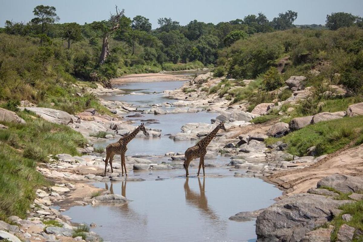 două girafe stând în apa unui râu