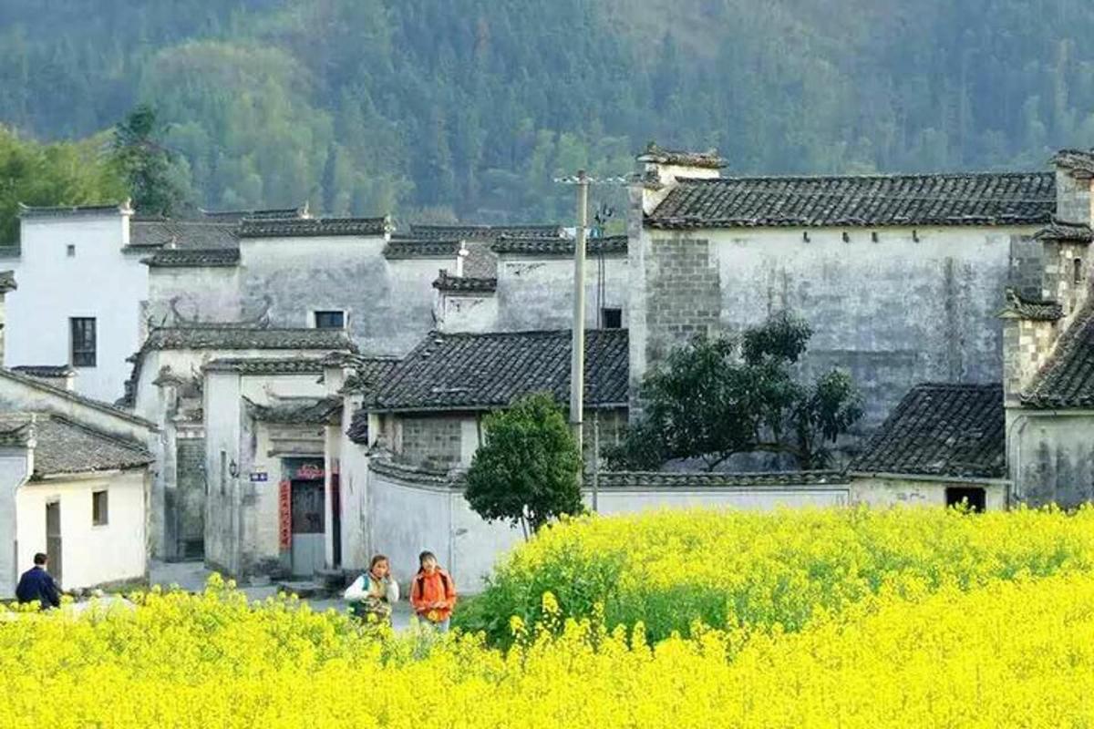 two people walking through a yellow field in front of buildings