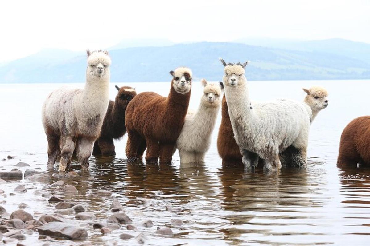 sekumpulan llama berdiri di dalam air