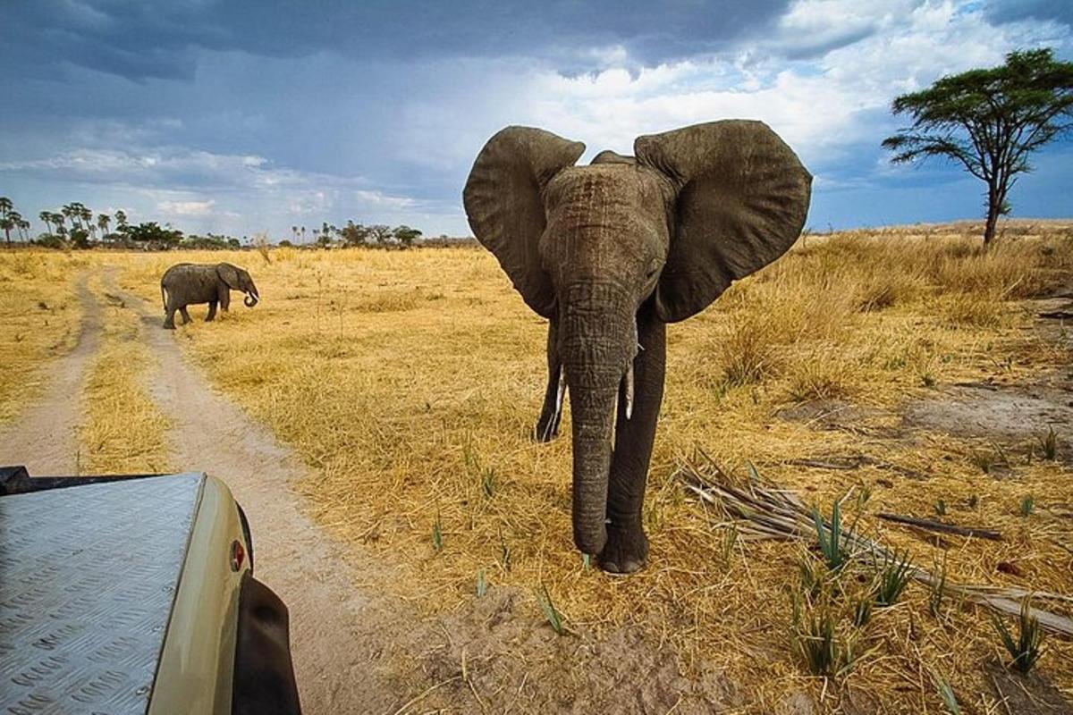 an elephant standing on the side of a dirt road