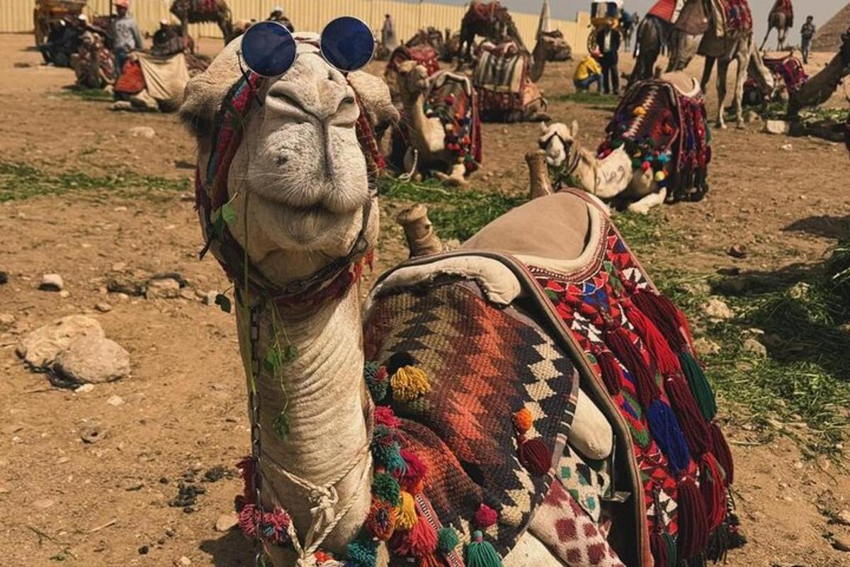 a camel with sunglasses on top of it