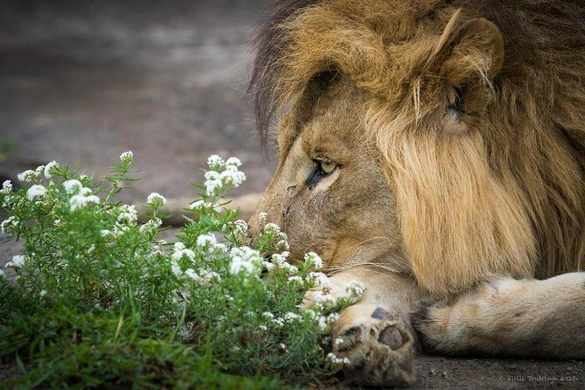 un leone sdraiato a terra accanto ad alcuni fiori