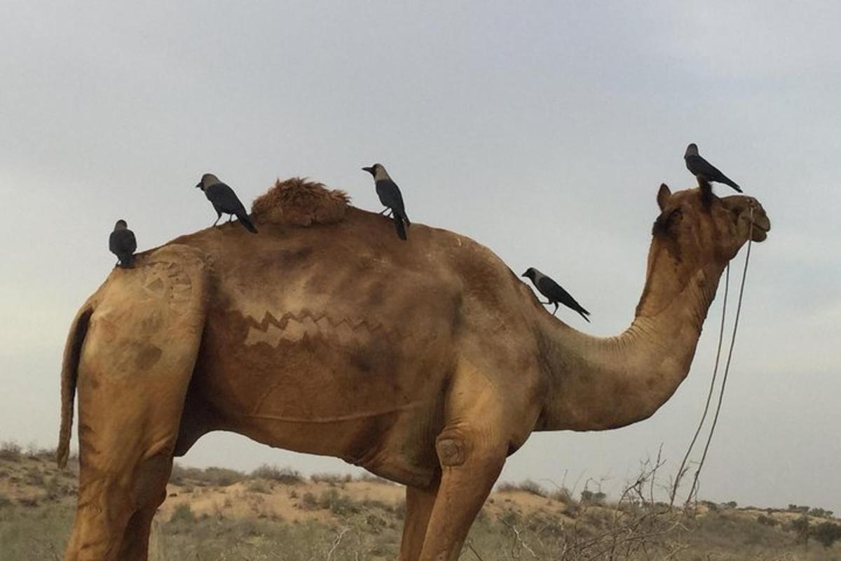a group of birds sitting on the back of a camel