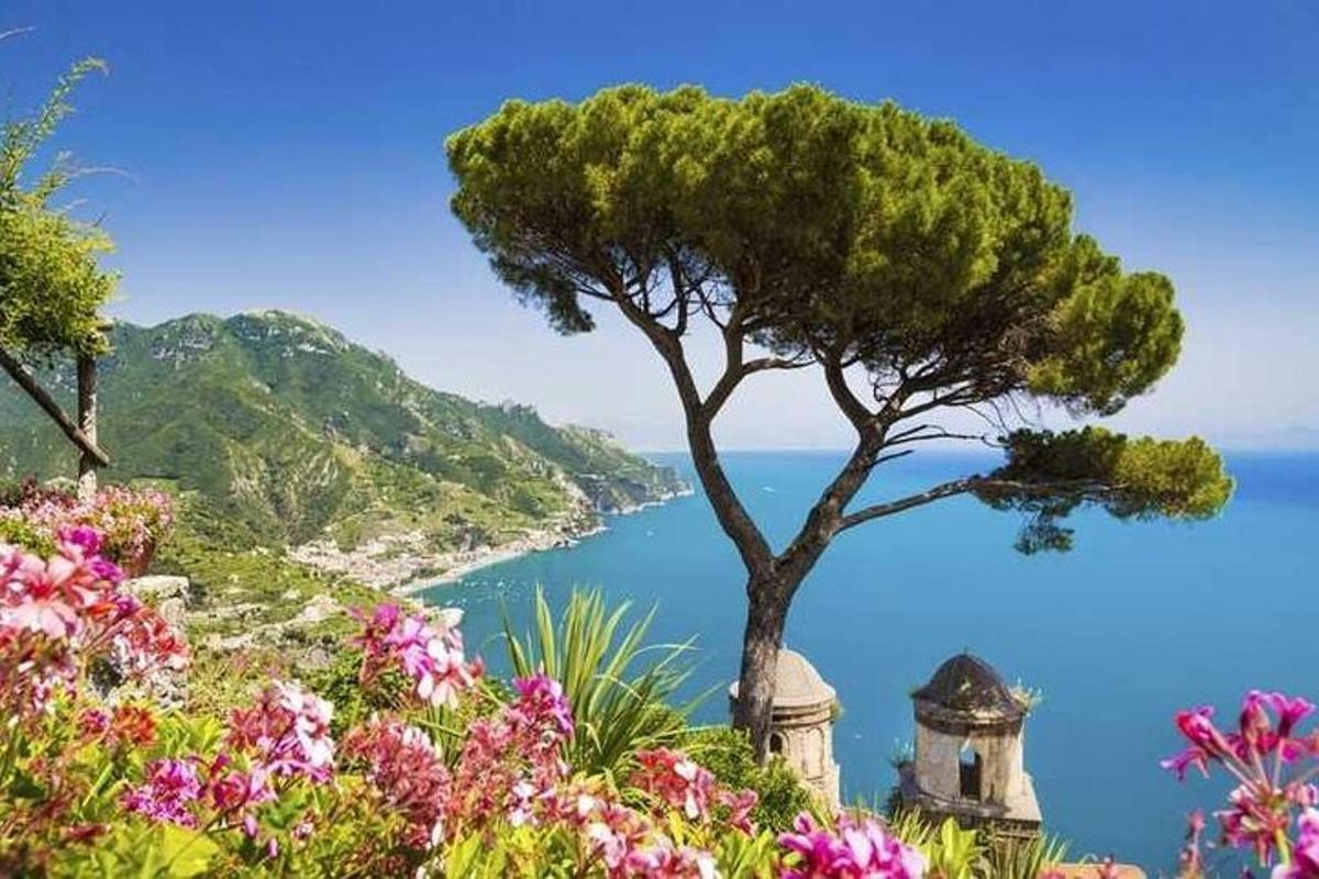 a tree on a hill with a view of the ocean