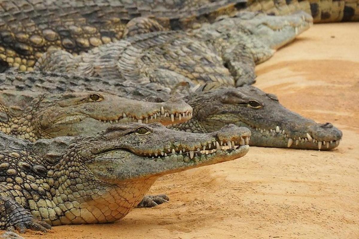 doi crocodili stau întinși pe nisip cu gurile lor
