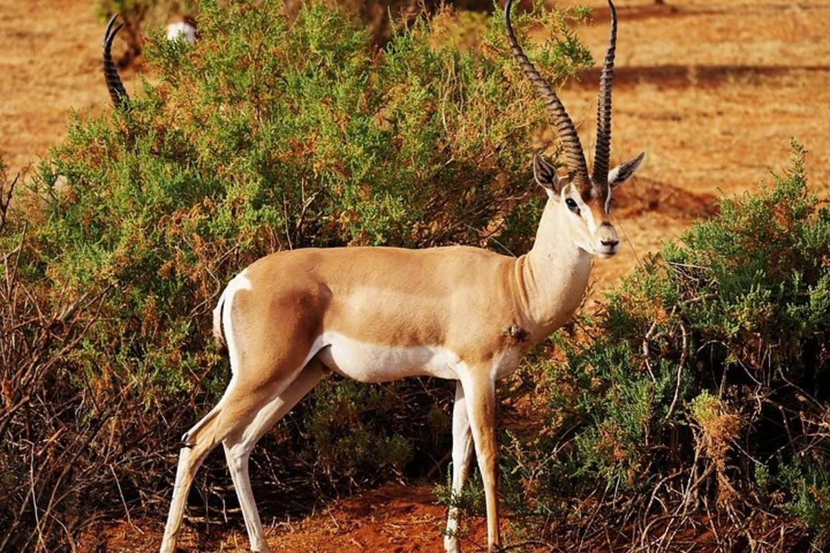 una gacela parada en un campo de tierra