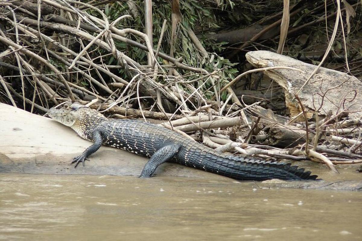 a crocodile laying on the side of a river