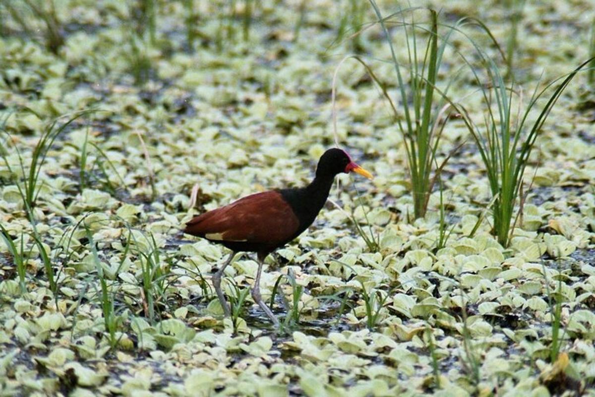 a bird standing on a field of rocks
