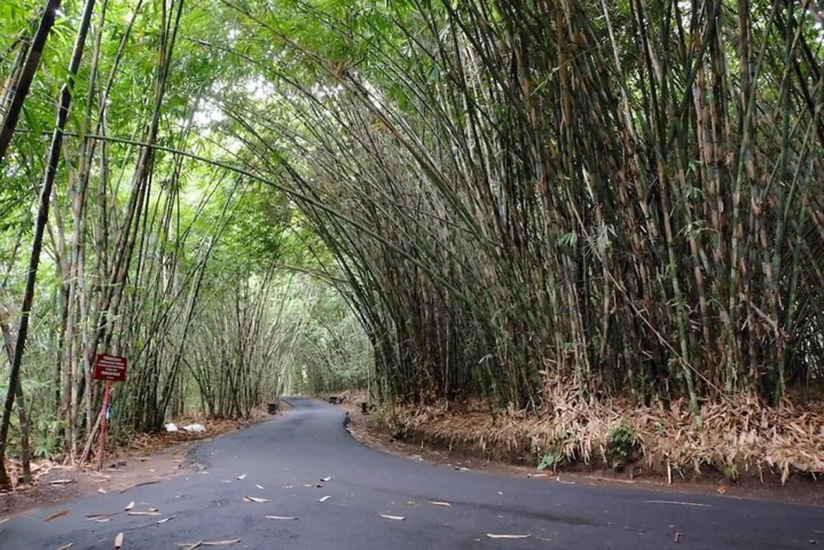 bambu ormanından geçen bir tünel yolu