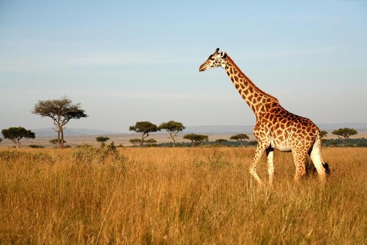 una girafa caminant per un camp d'herba alta