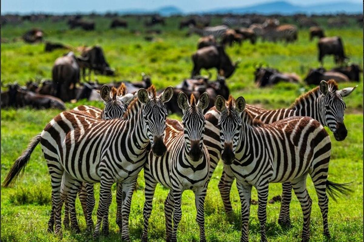 een groep zebra's die in een veld staan
