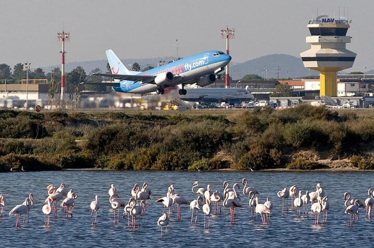 sekumpulan flamingo berdiri di dalam air dengan kapal terbang