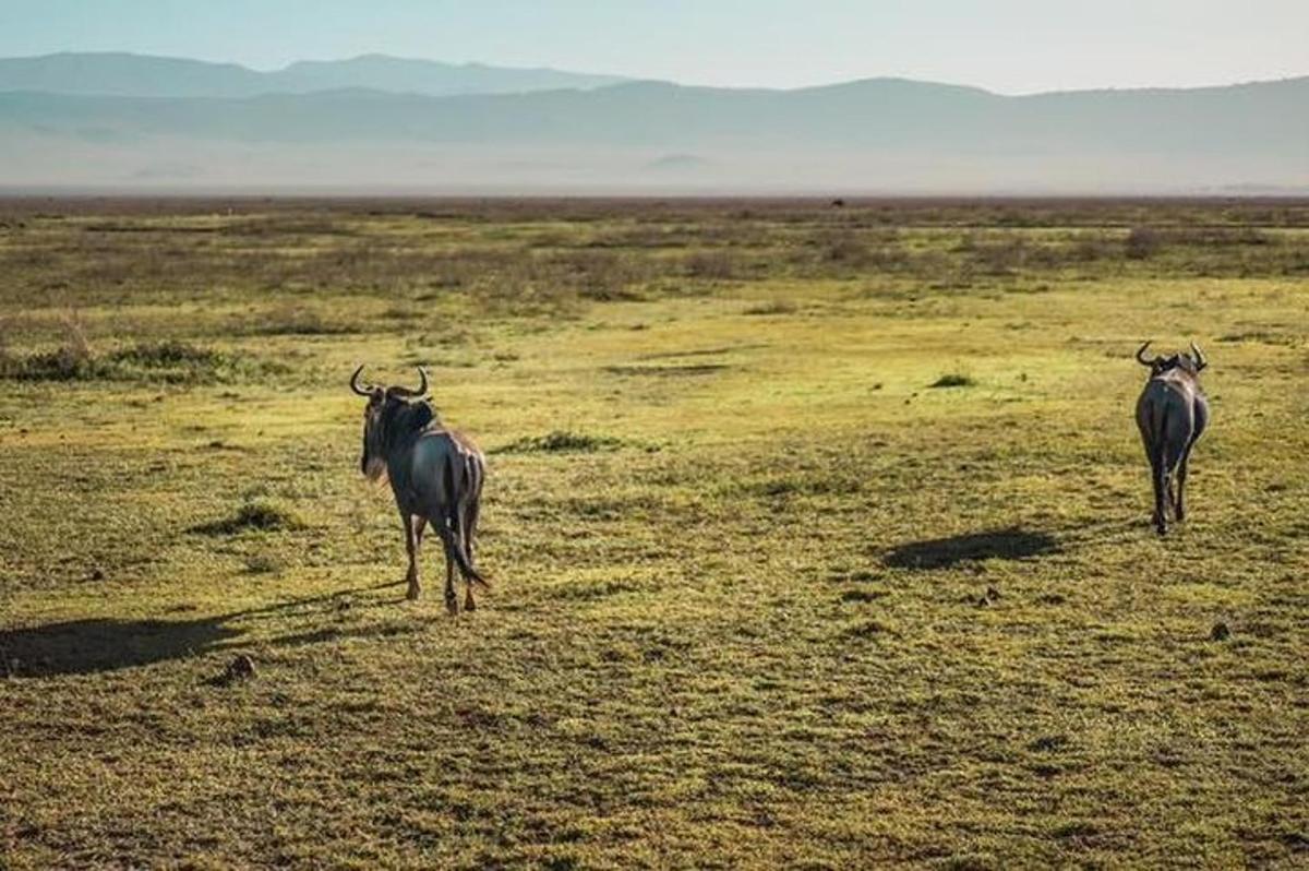Dos animales parados en medio de un campo