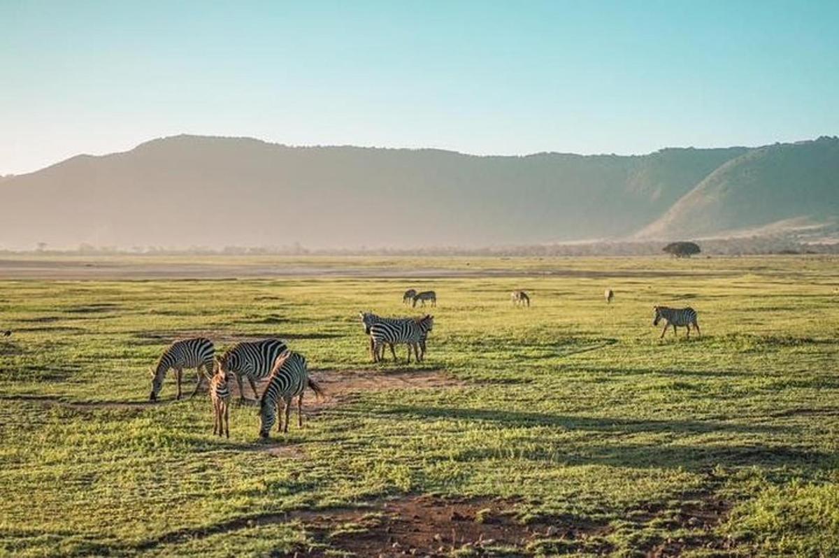 una manada de cebras pastando en un campo
