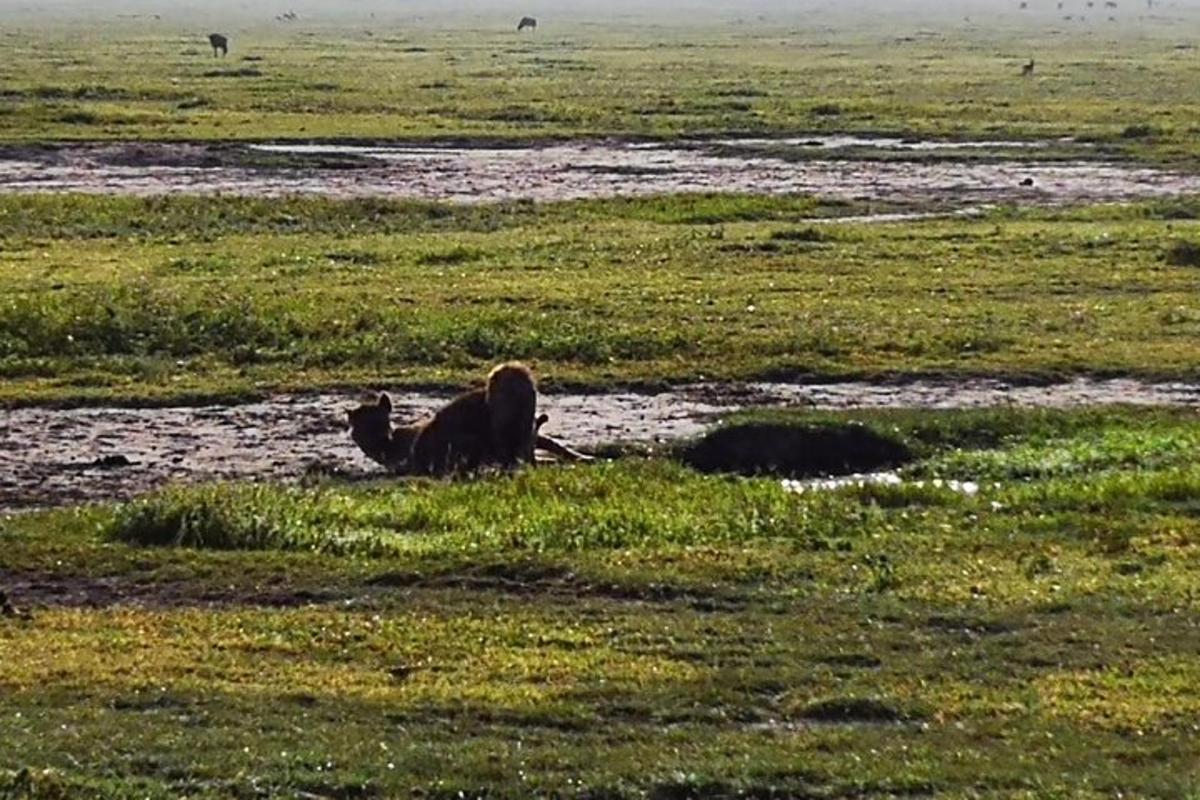Un camello tumbado en la hierba de un campo