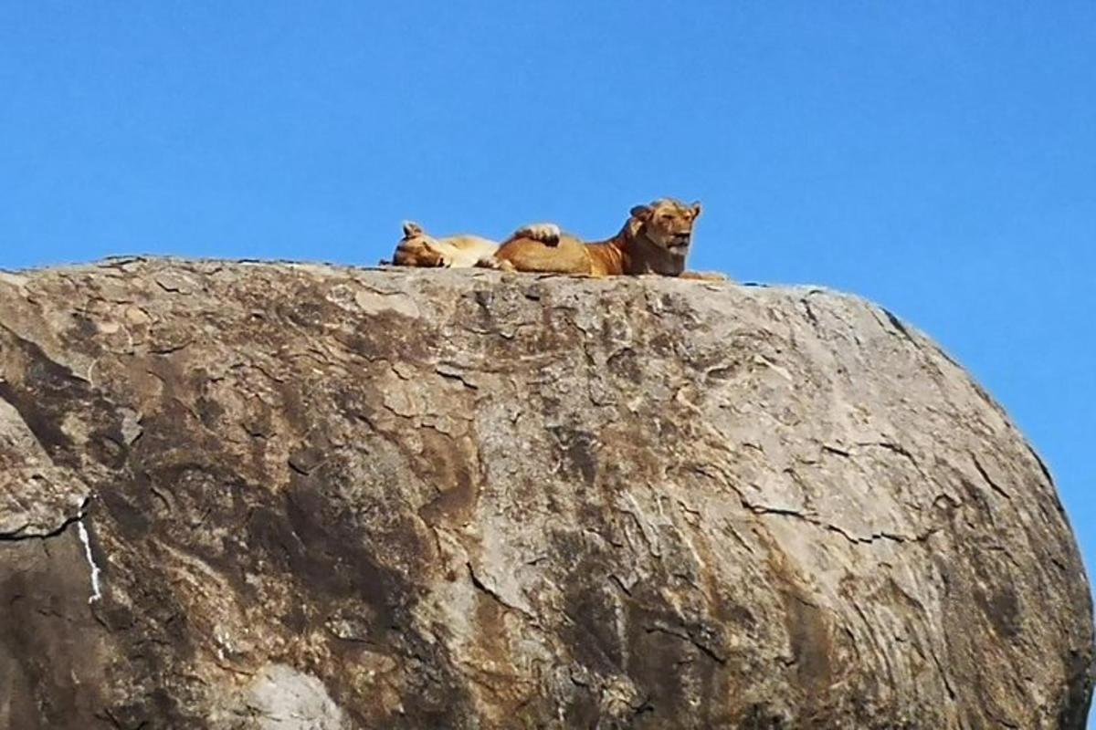 tres animales sentados en la cima de una roca