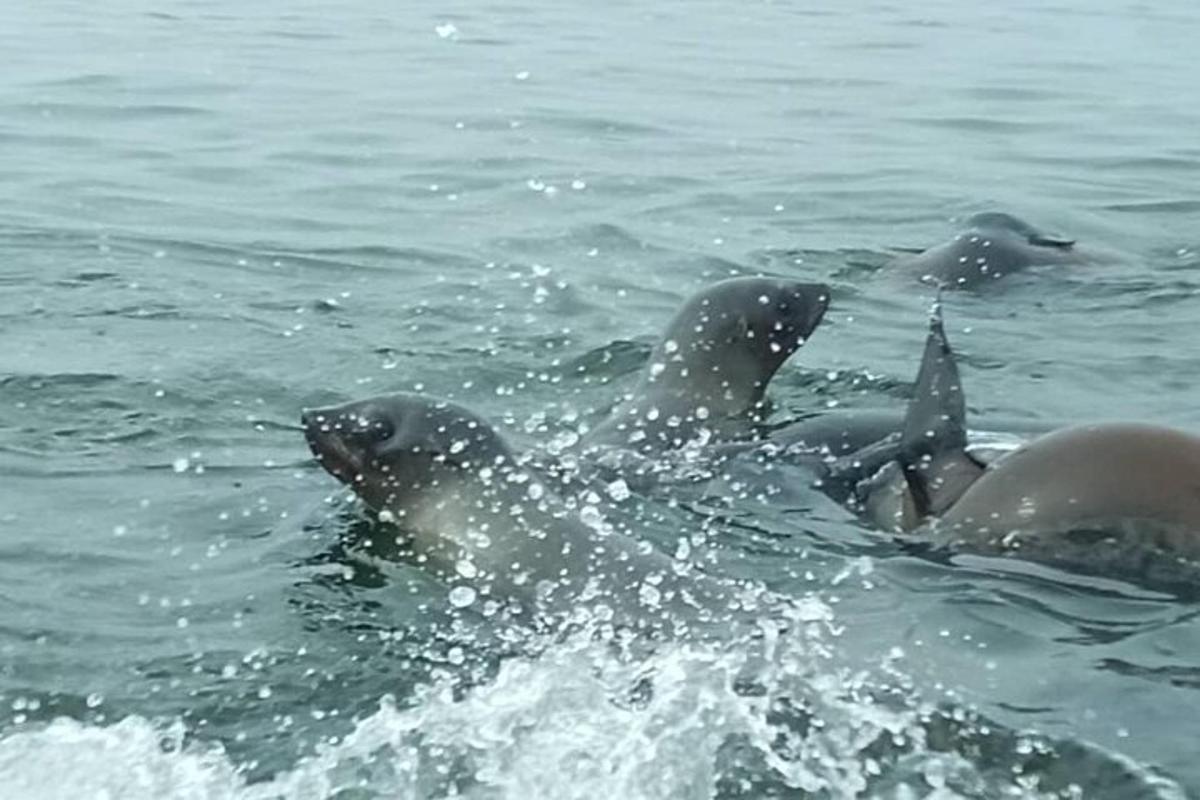 a group of seals swimming in the water