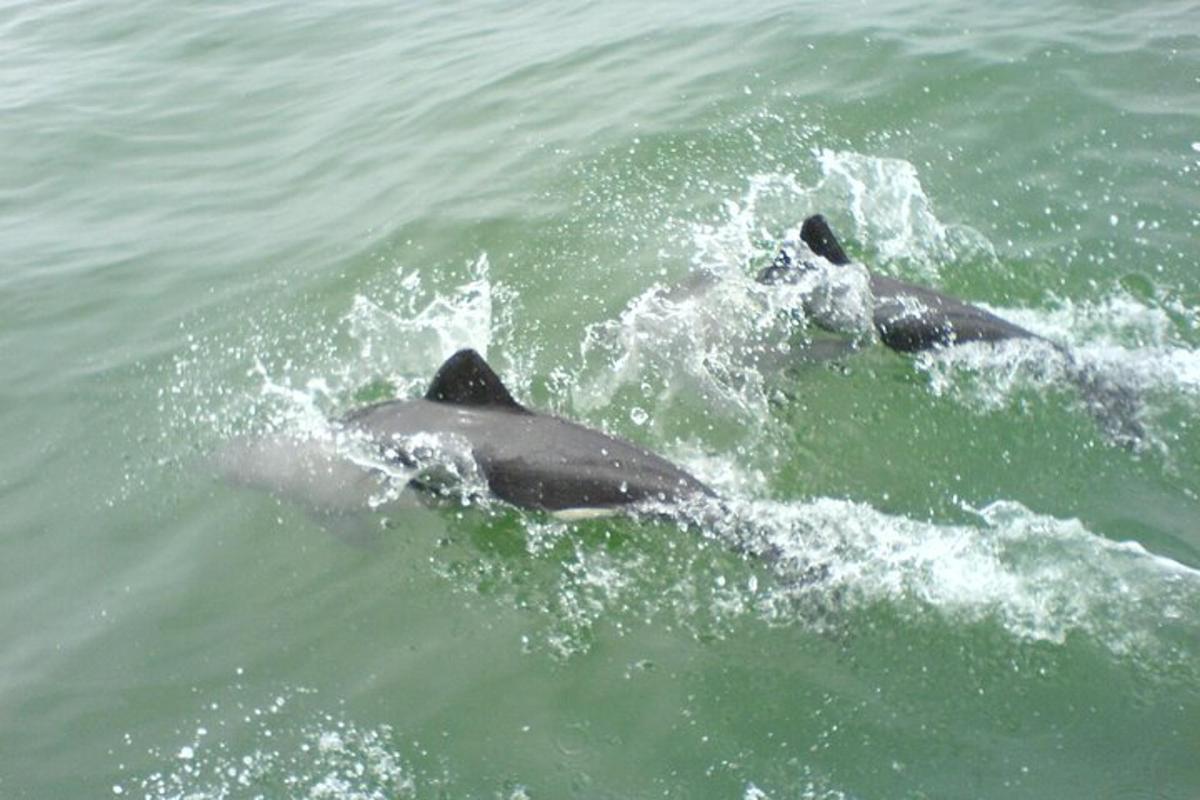 két delfin úszik a vízben