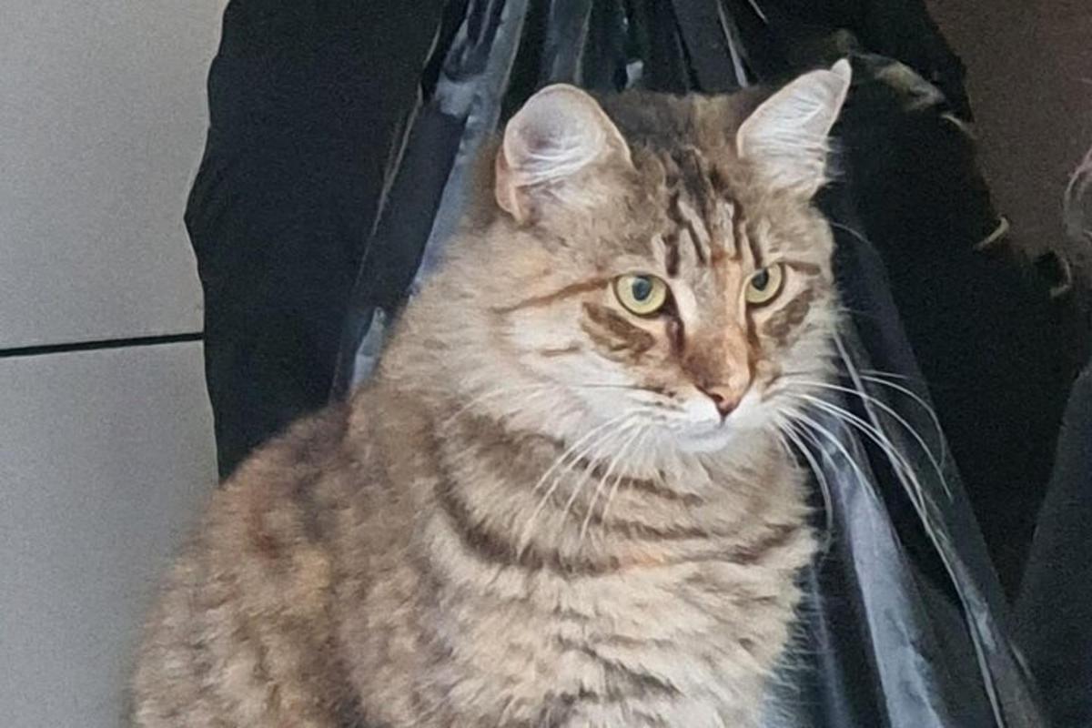 seekor kucing sedang duduk di dalam kantong plastik
