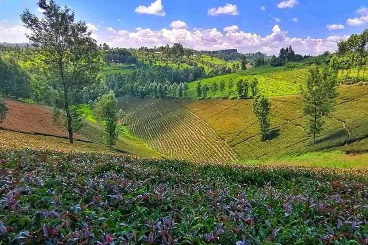 una vista di una collina verde con alberi e fiori