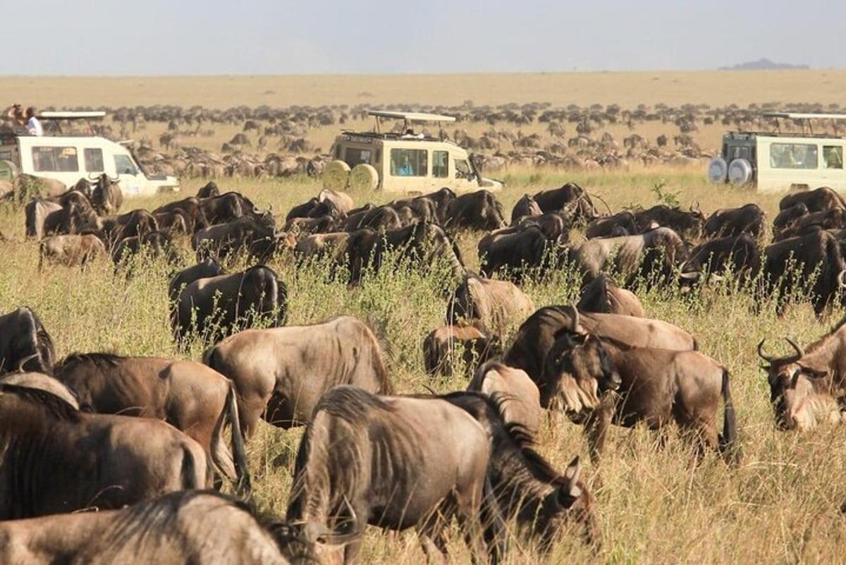 una manada de animales en un campo con vehículos