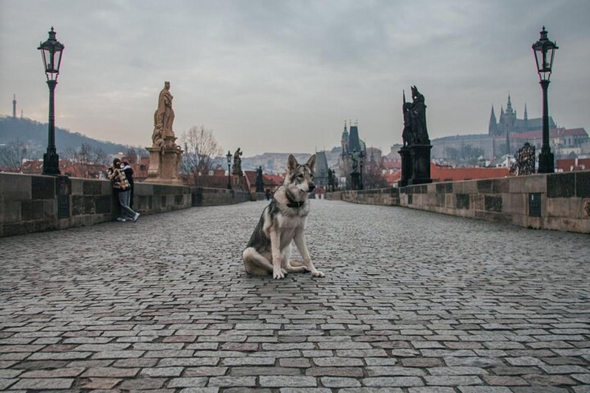 街の橋の上に座っている犬