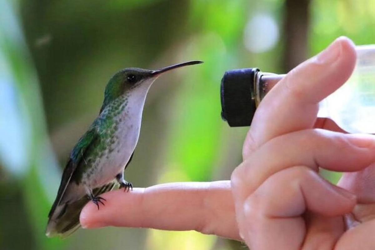 ant žmogaus rankos tupintis kolibris