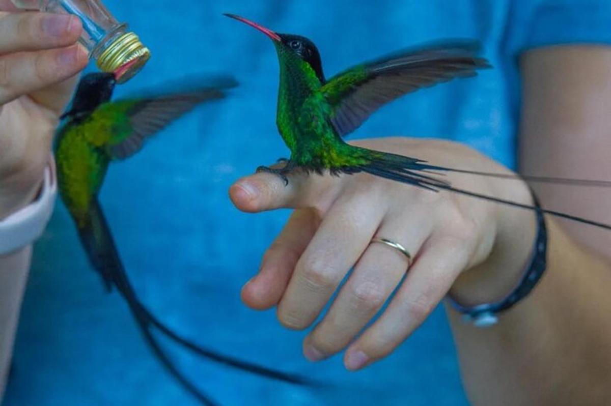 2羽の鳥が人の手に止まっている