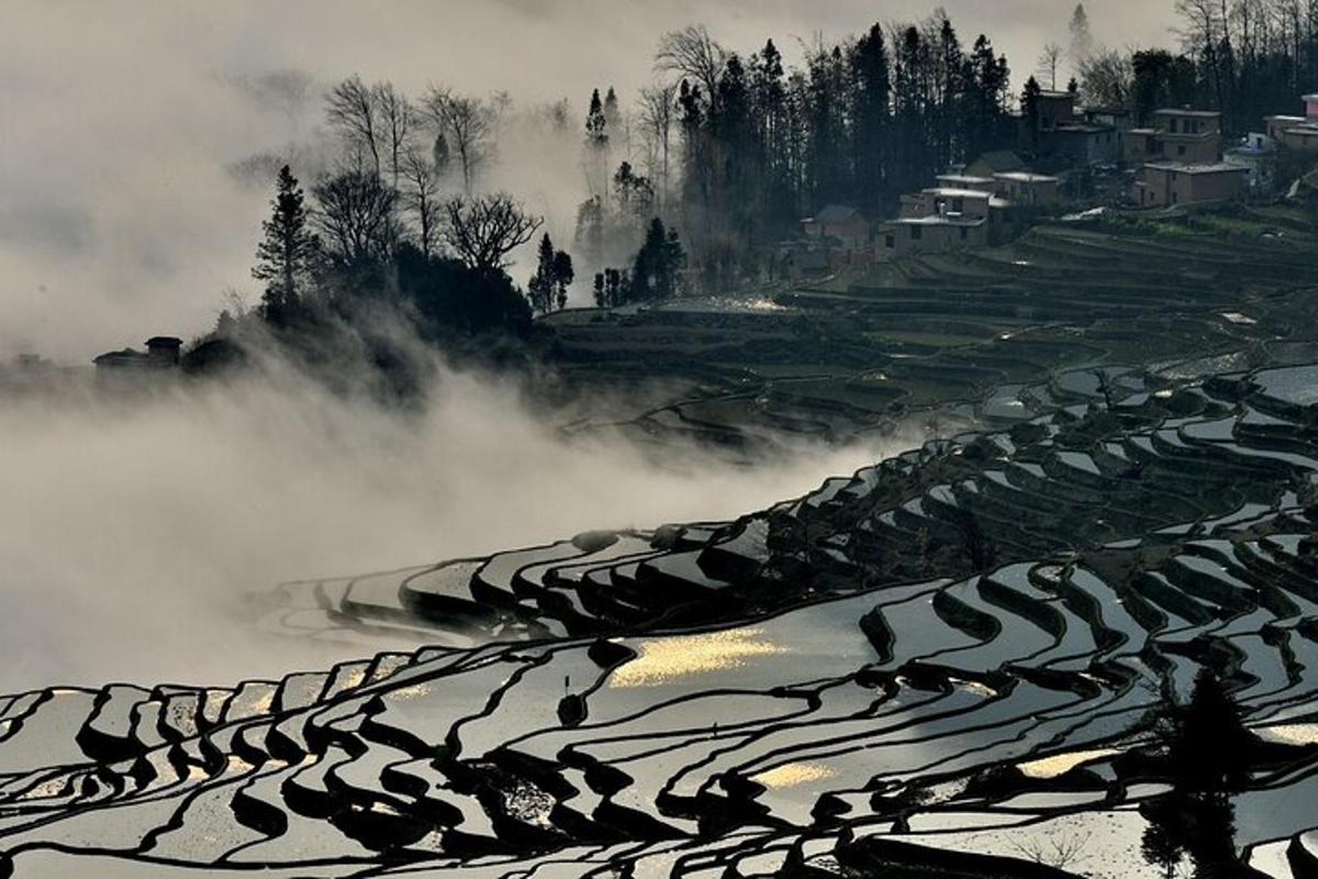a field of crops on a hill with fog in the background