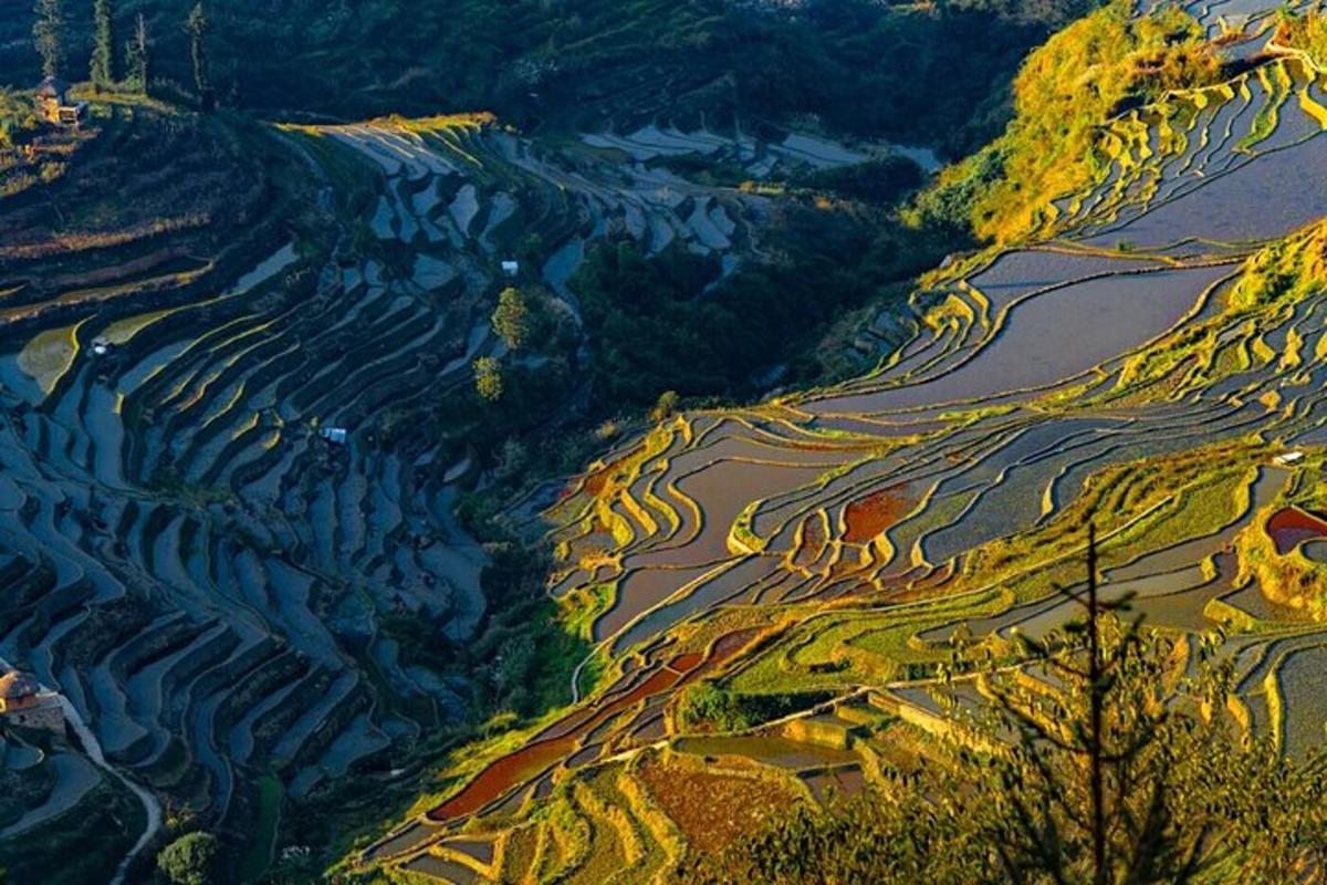an aerial view of terraced rice fields on a mountain