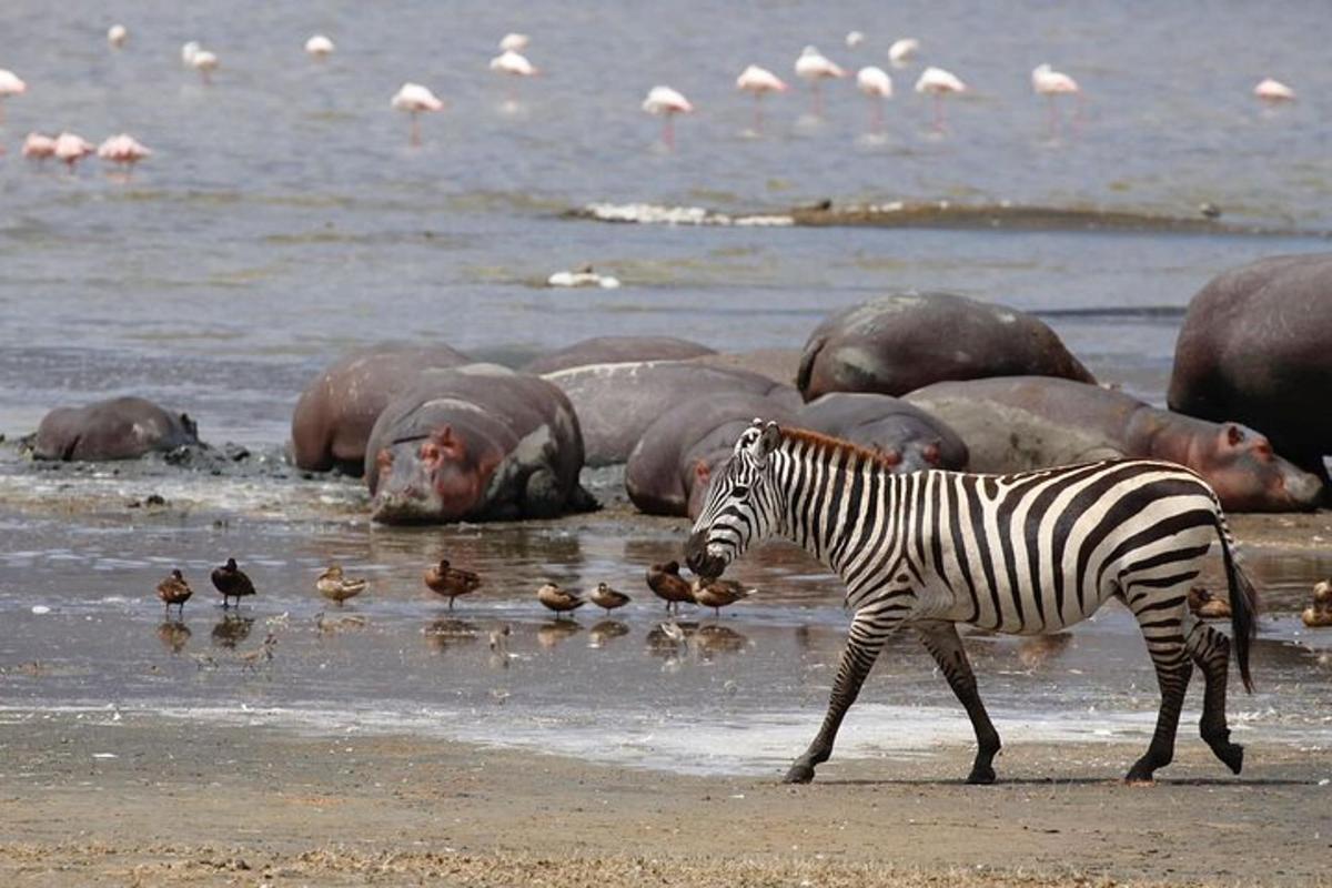 zebra, ki hodi pred čredo povodnih konjev