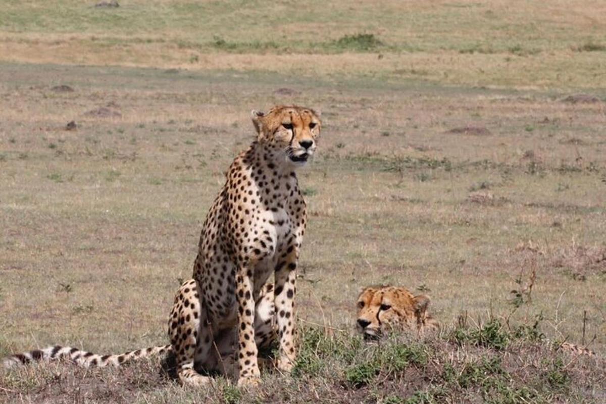 two cheetahs are sitting in a field